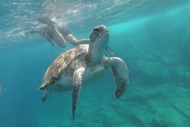 Kayak Route along the Volcanic Coast in Tenerife South with Snorkeling - Who Is This Tour Perfect For?