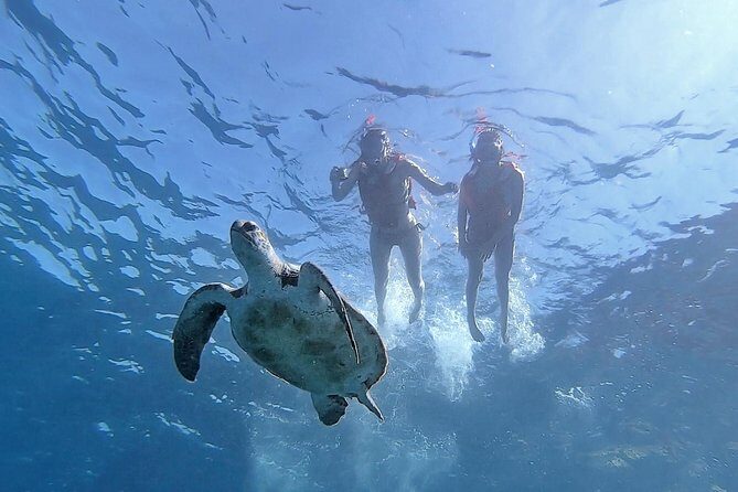 Kayak with Dolphin & Turtle Watching Private Tour - The Details That Make This Kayak Tour Stand Out