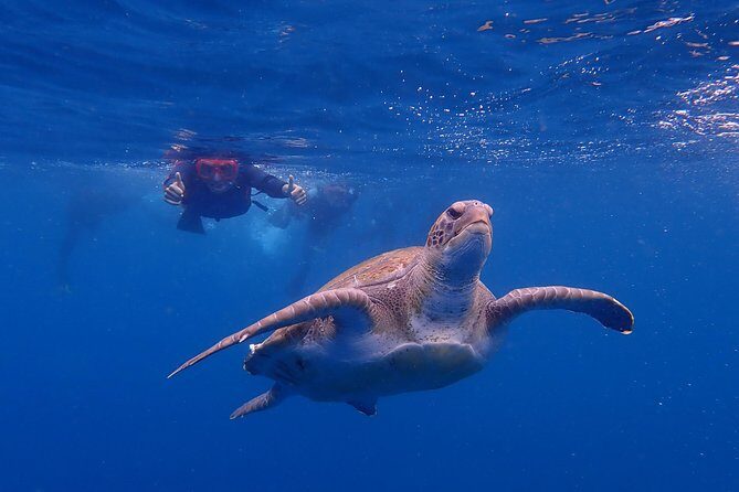 Kayaking with Dolphins and Turtles and Snorkelling in Tenerife - Exploring Tenerife’s Marine Adventure: Full Breakdown