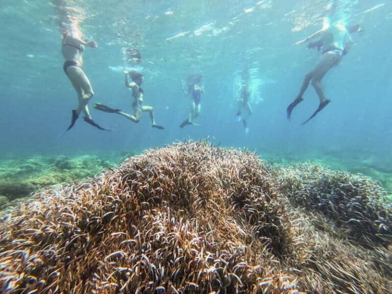 Kayak&Snorkel Tour - The Secret of the Posidonia - Final Thoughts: Who Will Love This Tour