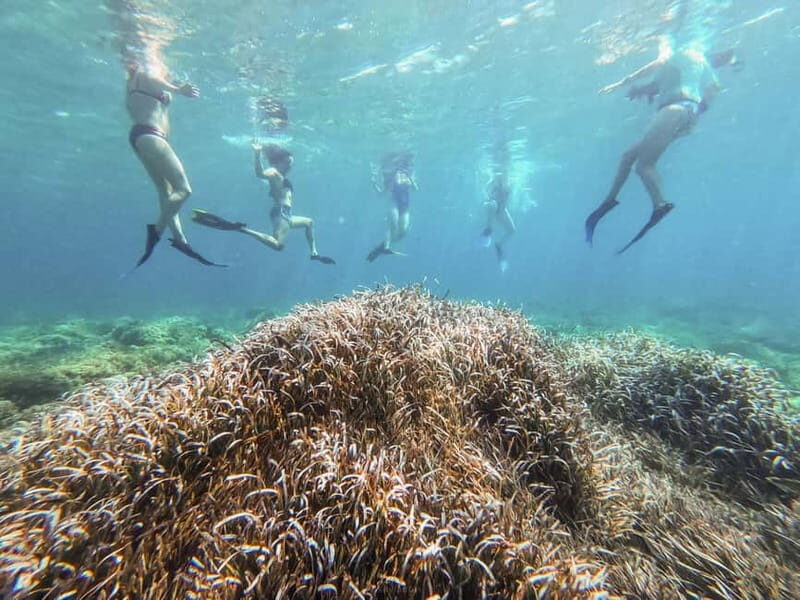 Kayak&Snorkel Tour - The Secret of the Posidonia - Final Thoughts: Who Will Love This Tour