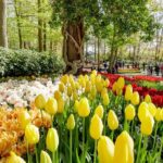 Keukenhof, Flower Fields, Volendam and Zaanse Schans Small-Group Tour - Transportation, Timing, and Group Size
