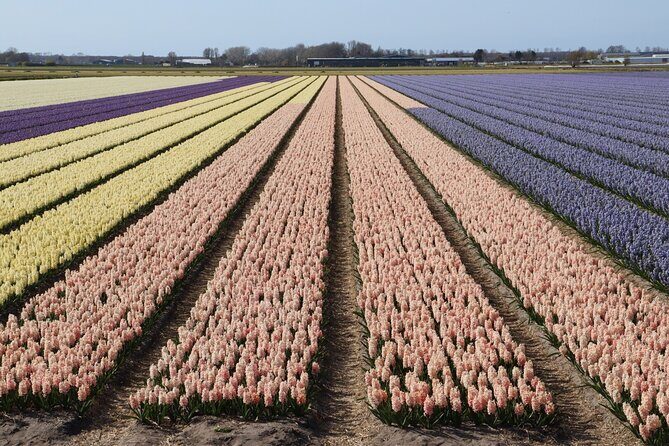 Keukenhof Gardens and Delft Guided Tour from Amsterdam - Why This Tour Offers Good Value