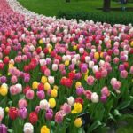 Keukenhof's Tulips and Windmills Small-Group Tour from Amsterdam - A Detailed Look at the Tour Experience