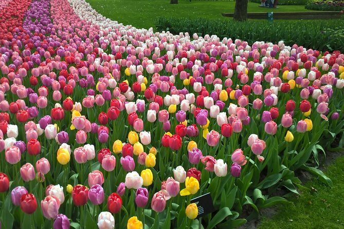 Keukenhof's Tulips and Windmills Small-Group Tour from Amsterdam - A Detailed Look at the Tour Experience
