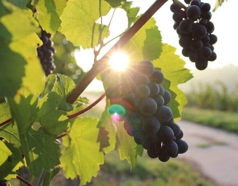 Korcula and Peljesac with Wine Tasting Private Day Trip from - Wine Tasting: A Croatian Story