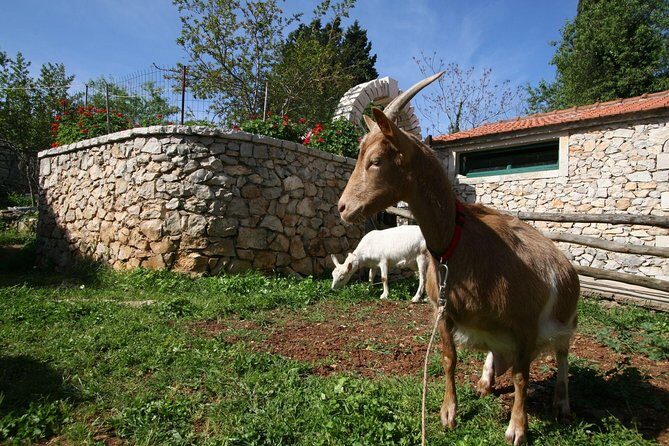 Korcula Island Mountain E Bike Private tour with lunch - The Itinerary Unpacked: What You Can Expect