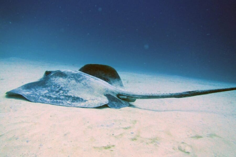 Lanzarote: 2 Guided Dives (Certified Divers Only) - An In-Depth Look at the Lanzarote Diving Experience