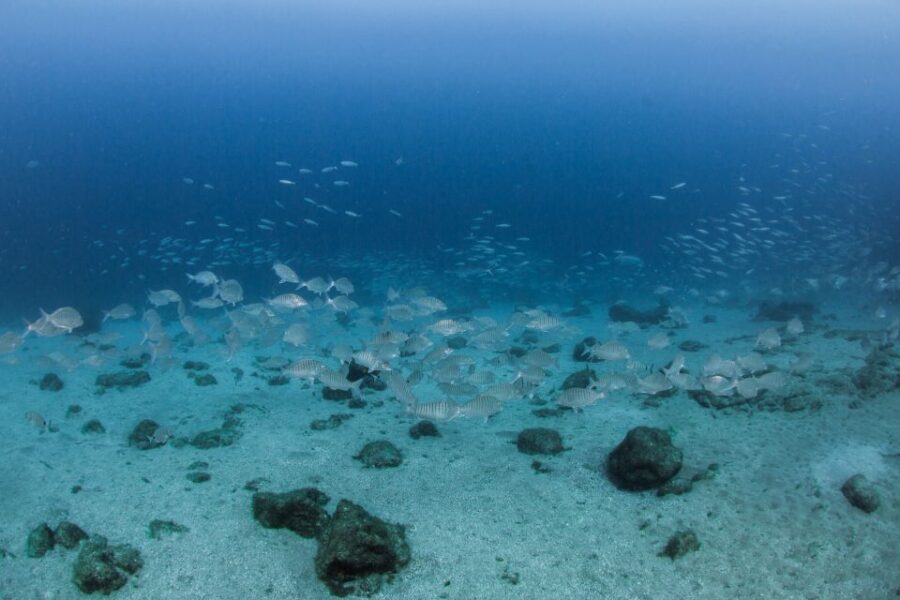 Lanzarote: Beginner Scuba Diving from the Beach - A Detailed Look at the Lanzarote Beach Scuba Tour