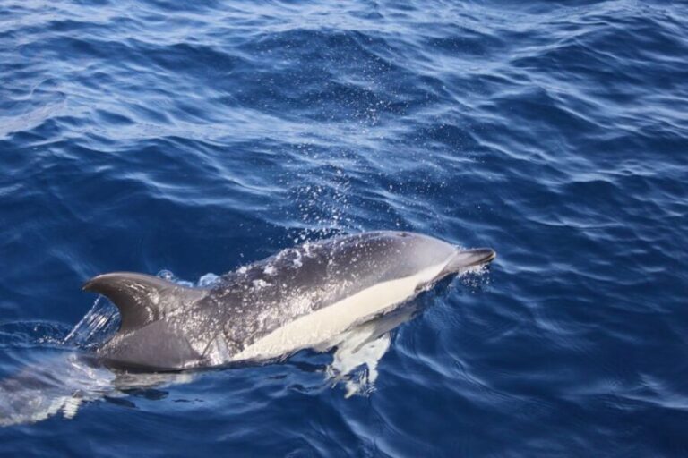 Lanzarote: Lobos Island Half-Day Dolphin Watching Trip - The Real Value of the Tour