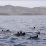 Lanzarote: Sea Safari Experience - Final Thoughts