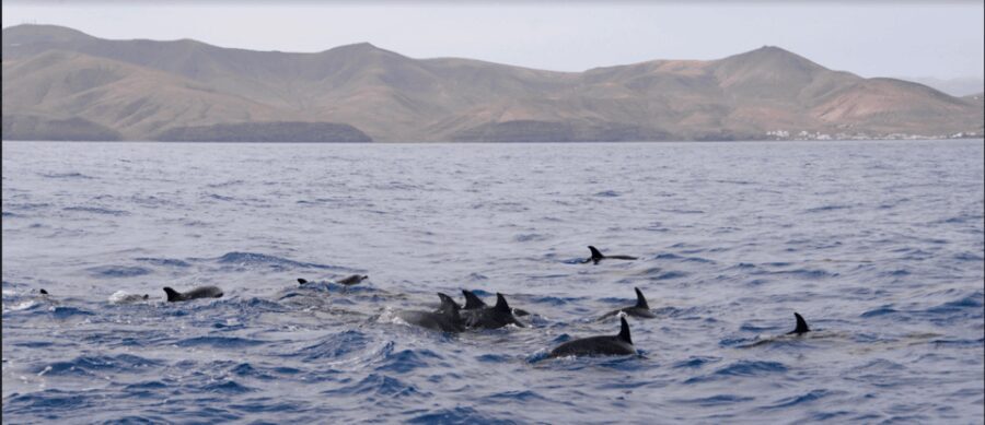 Lanzarote: Sea Safari Experience - Final Thoughts