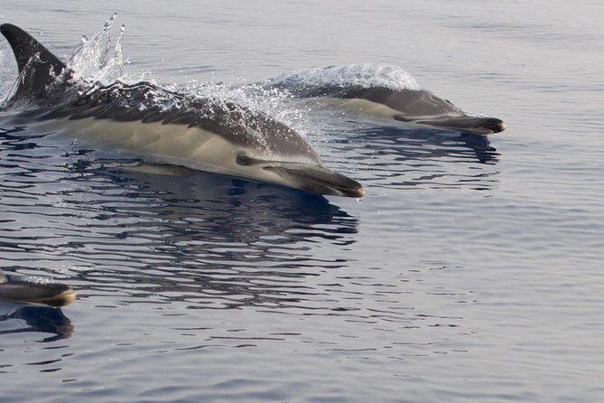 Lanzarote Sea Safari from Puerto calero - Why This Tour Offers Real Value