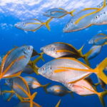 Lanzarote: Small-Group Discover Scuba Diving Costa Teguise - A Closer Look at the Experience