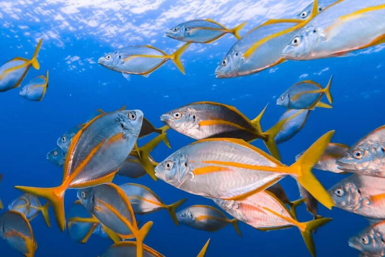 Lanzarote: Small-Group Discover Scuba Diving Costa Teguise - A Closer Look at the Experience