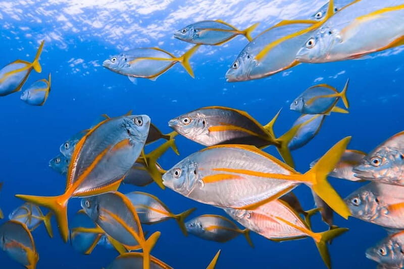 Lanzarote: Small-Group Discover Scuba Diving Costa Teguise - A Closer Look at the Experience