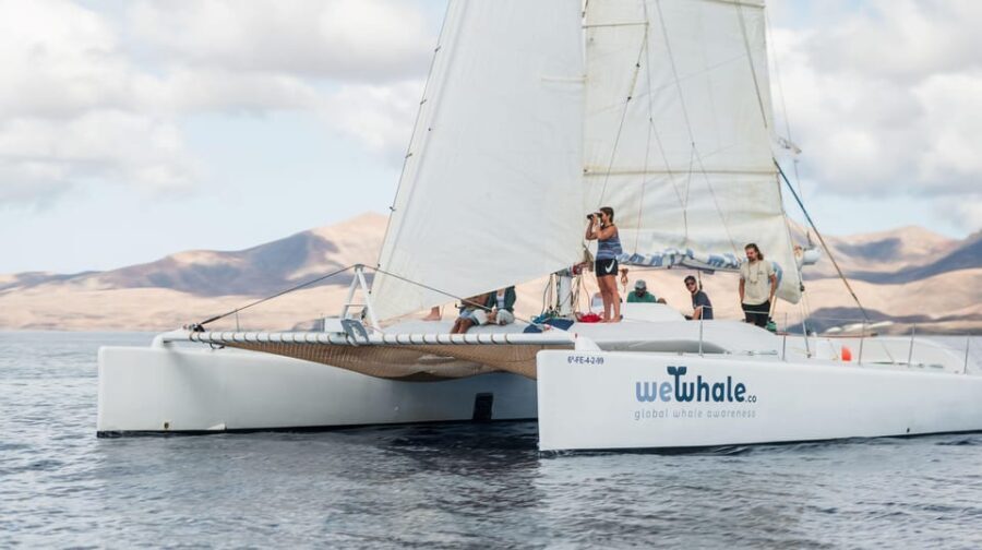Lanzarote: Whale and Dolphin Watching Eco-Friendly Catamaran - Final Thoughts