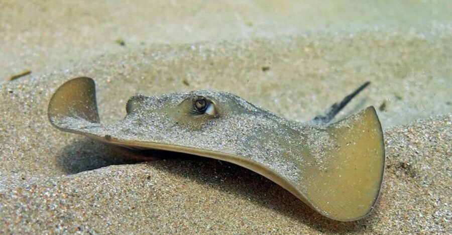 Las Canteras Scuba Diving - Who Will Love This Tour?