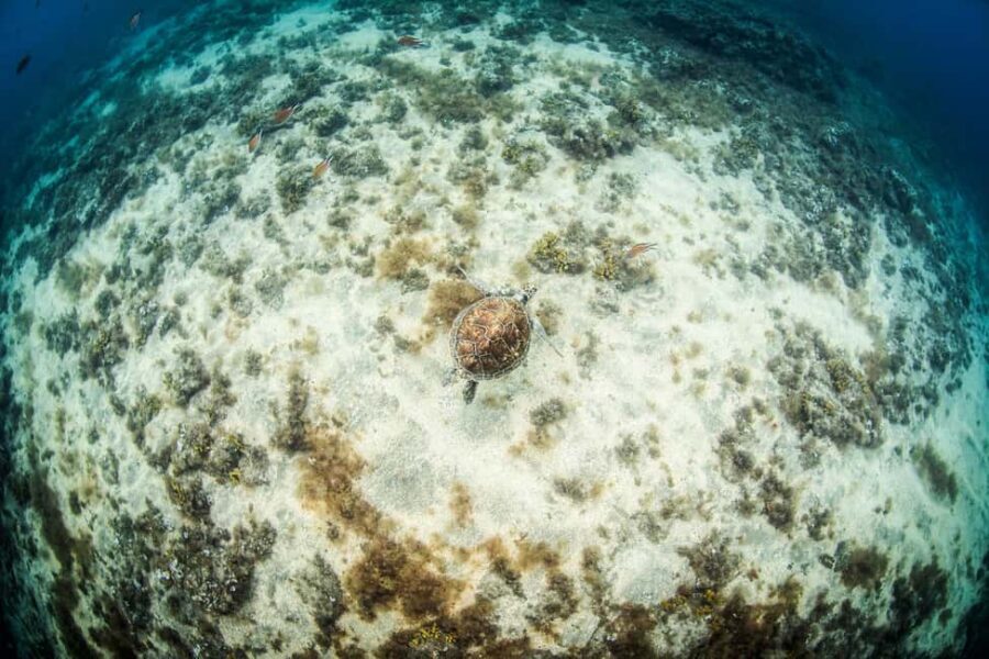 Las Palmas: Survival Apnea Course - Who Would Enjoy This Course?