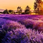 Lavender Fields Full Day Private Tour From Marseille - What’s Included and What’s Not