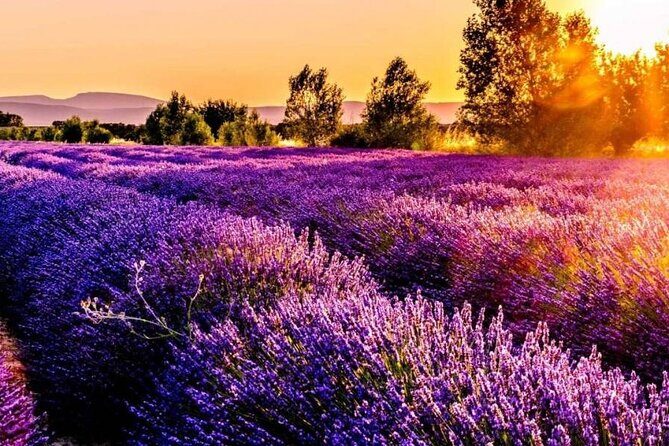Lavender Fields Full Day Private Tour From Marseille - What’s Included and What’s Not