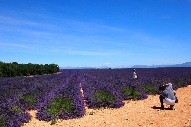 Lavender Fields Tour in Valensole from Marseille - Who Would Love This Tour?