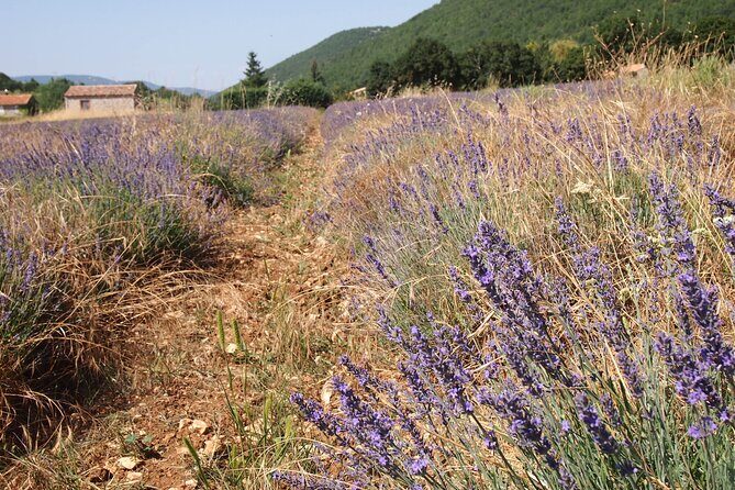 Lavender Full-day Tour in Sault From AIX-EN-PROVENCE - Practical Considerations