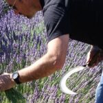 Lavender Harvesting and Distillation Workshop in Bellegarde - The Sum Up