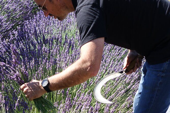 Lavender Harvesting and Distillation Workshop in Bellegarde - The Sum Up