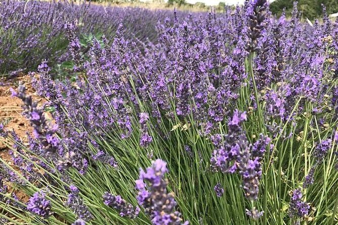 Lavender in Sault Small Group Half-Day Trip - Final Thoughts: A Perfect Provence Snapshot