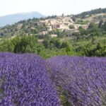Lavender Tour Sault from Marseille - Authentic Provence: Why It Works