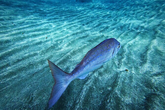 Learn Scuba Diving in Tenerife with Photos Included - FAQs