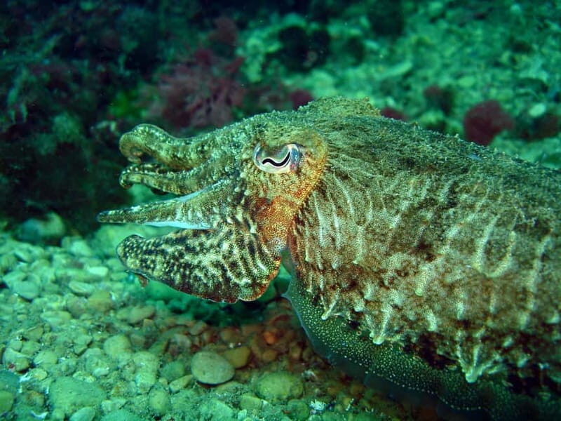 L'Escala: Introductory diving in the Montgri Nature Reserve - Practical Details and Considerations