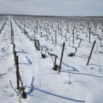 Let's take a walk in the vineyards - Final Thoughts