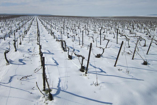 Let's take a walk in the vineyards - Final Thoughts