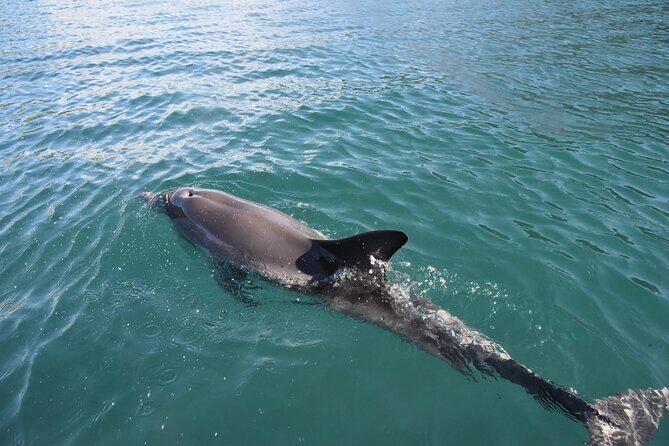 Lim Bay Outrigger Canoe Tour - Practical Details and Tips