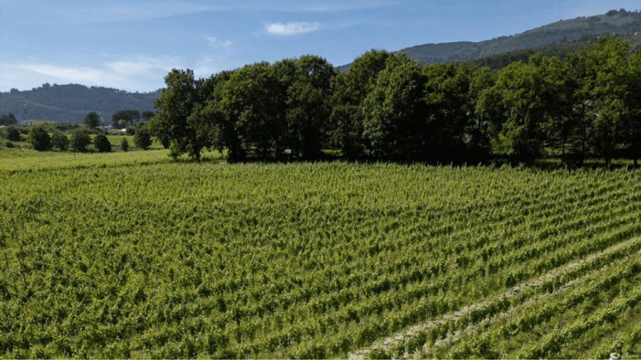 Lima Valley Tour with Wine Tasting and Local Gastronomy - Practical Details and Value
