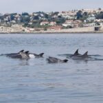 Lisbon Dolphin Watching with a Marine Biologist in a Small Group - The Sum Up