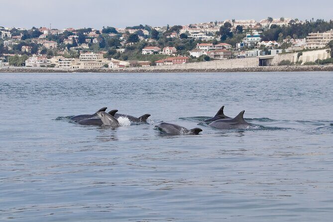 Lisbon Dolphin Watching with a Marine Biologist in a Small Group - The Sum Up