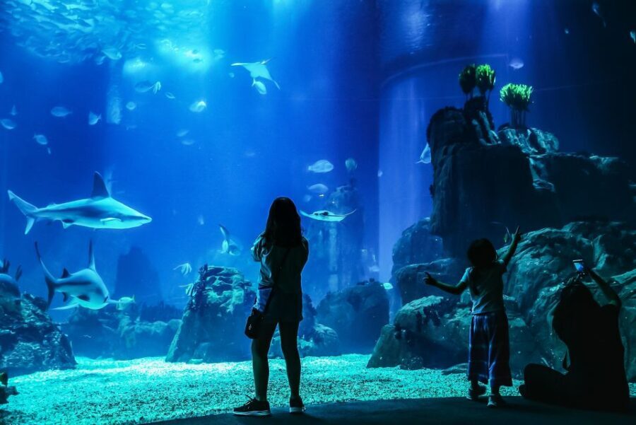 Lisbon: Oceanário de Lisboa Entrance Ticket - An In-Depth Look at the Oceanário Experience