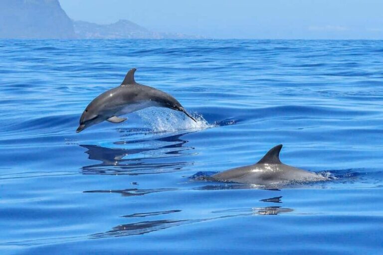 Lisbon: Tagus River Marine Wildlife Speedboating Adventure - Final Thoughts