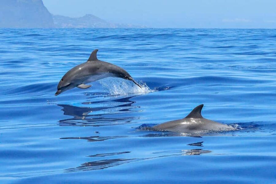 Lisbon: Tagus River Marine Wildlife Speedboating Adventure - Final Thoughts
