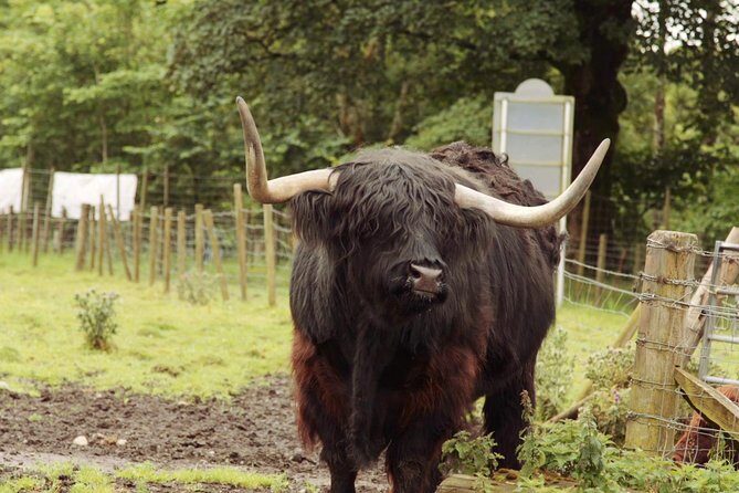 Loch Ness, Glencoe and The Scottish Highlands Tour from Edinburgh - Final Thoughts: Is This Tour Right for You?