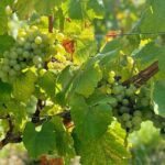 Loire Valley Chambord Castle and Wine Tasting from Paris - Why This Tour Offers Great Value