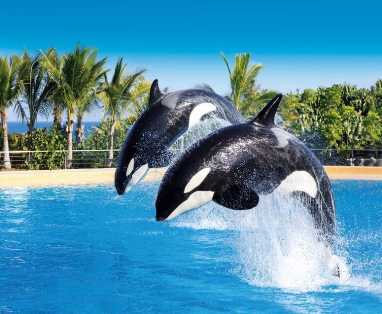 Loro Parque and Siam Park Combined Admission Tickets - Practical Tips for Your Visit