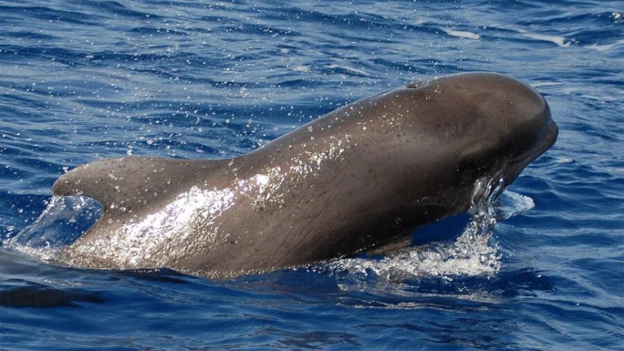 Los Cristianos: Eco-Yacht Whale Watching Cruise with Swim - Detailed Breakdown of the Trip