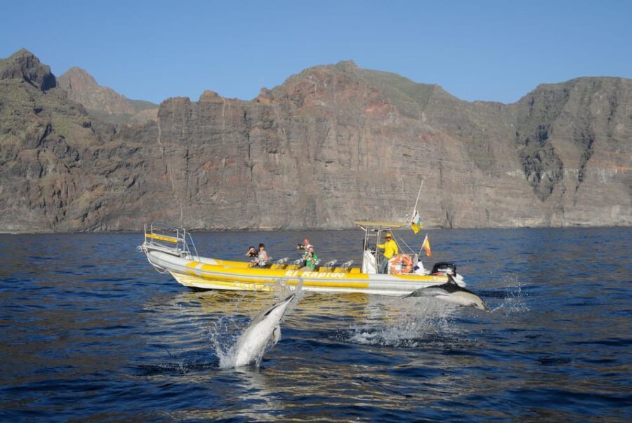 Los Gigantes: Dolphin and Whale Watching Cruise by Speedboat - What Travelers Say: Authentic Voices