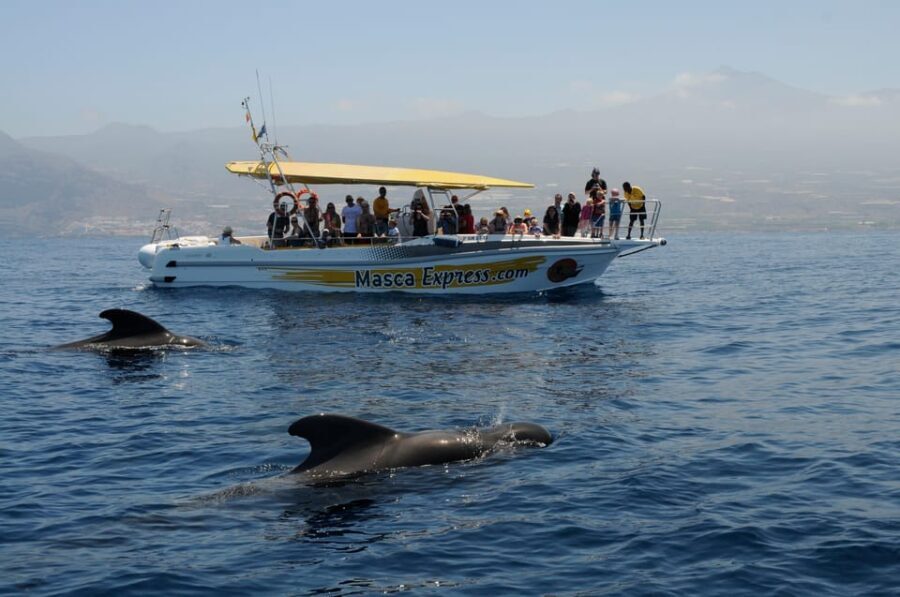 Los Gigantes: Dolphin & Whale Watching Cruise with Swim Stop - Who Will Love This Tour?