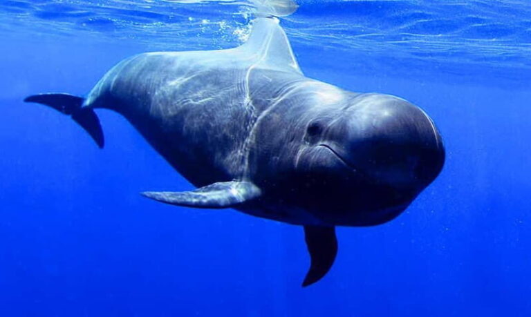 Los Gigantes: Dolphin & Whale Watching Tour on a Pirate Boat - Who Is This Tour Best For?