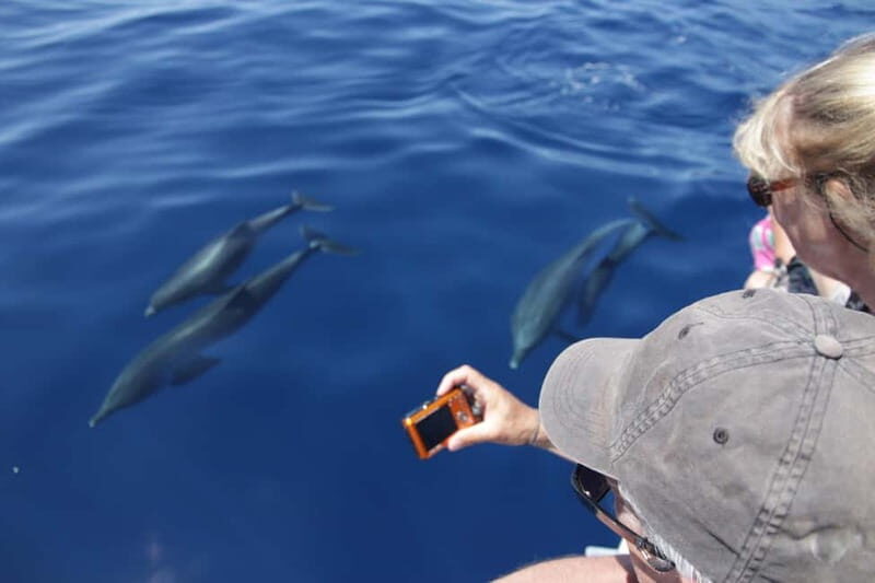 Los Gigantes: Whale or dolphin watching and swimming tour in Masca